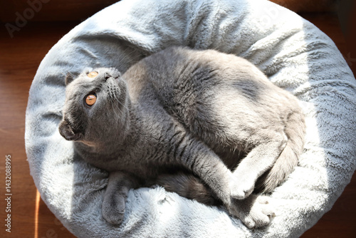 Scottish fold cat lying on ...