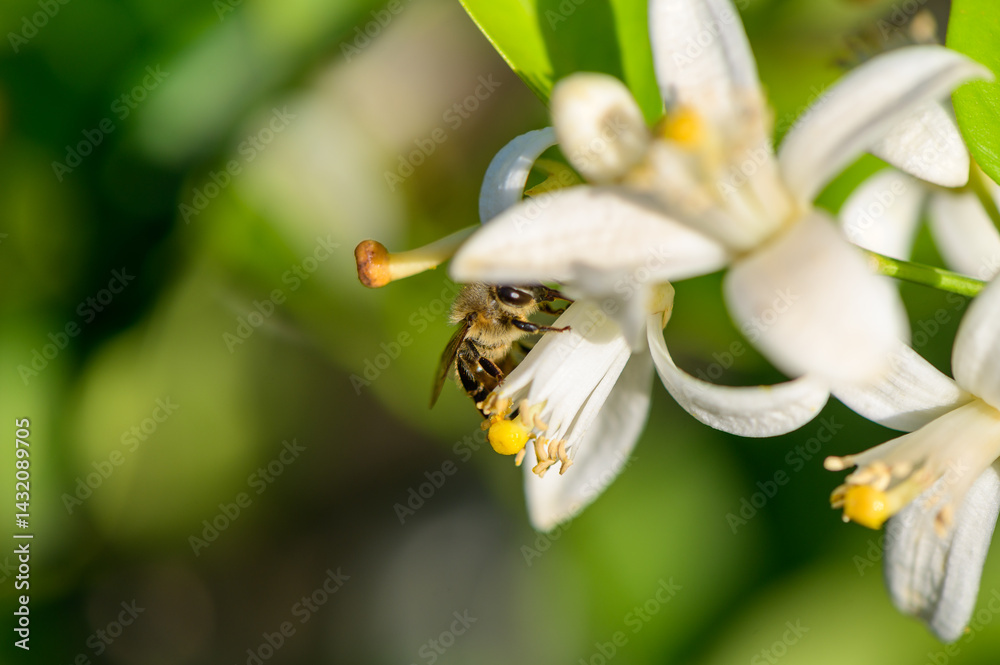 Macro image of a fresh orange blossom with soft white petals and yellow stamens. Captured on an orange tree in natural light, showcasing the delicate beauty of the flower.