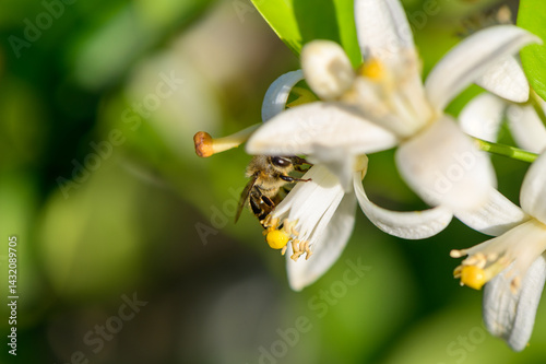 Obraz na płótnie Macro image of a fresh orange blossom with soft white petals and yellow stamens. Captured on an orange tree in natural light, showcasing the delicate beauty of the flower. w salonie
