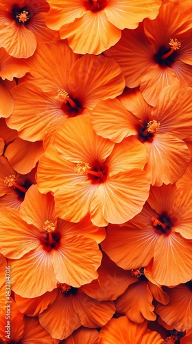 Wallpaper Mural Close-up Photograph of Orange Hibiscus Flowers Torontodigital.ca