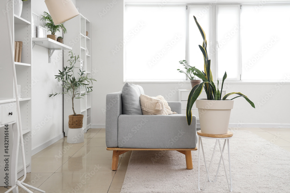 Fototapeta premium Interior of light living room with grey sofa, plants and shelf units