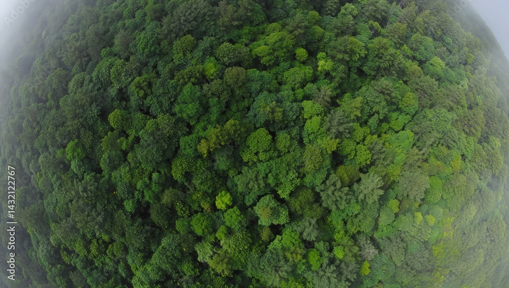 Obraz premium Aerial top view of green trees in forest. Green tree nature background for carbon neutrality and net zero emissions concept. Drone view of green tree captures CO2 to Sustainable green environment. 