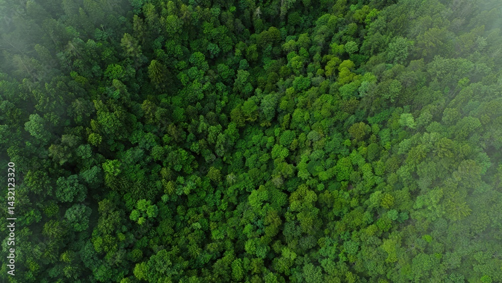 Aerial top view of green trees in forest. Green tree nature background for carbon neutrality and net zero emissions concept. Drone view of green tree captures CO2 to Sustainable green environment. Aerial top view of green trees in forest. Green tree nature background for carbon neutrality and net zero emissions concept. Drone view of green tree captures CO2 to Sustainable green environment.