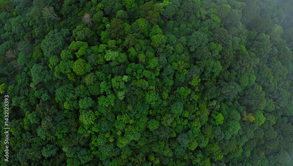 Obraz premium Aerial top view of green trees in forest. Green tree nature background for carbon neutrality and net zero emissions concept. Drone view of green tree captures CO2 to Sustainable green environment. 