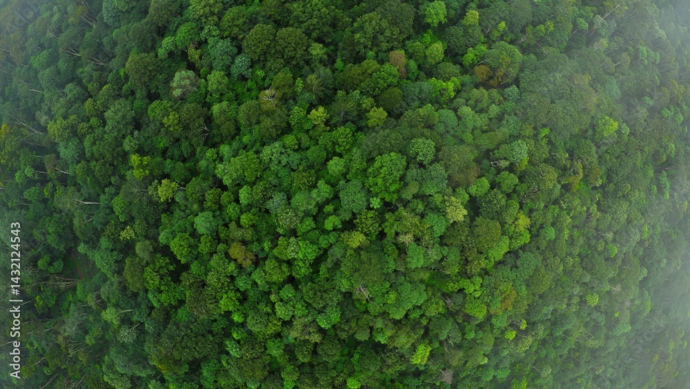 Obraz premium Aerial top view of green trees in forest. Green tree nature background for carbon neutrality and net zero emissions concept. Drone view of green tree captures CO2 to Sustainable green environment. 