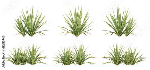 Bright edge yucca Green Plant 3D Render with Transparent PNG Background