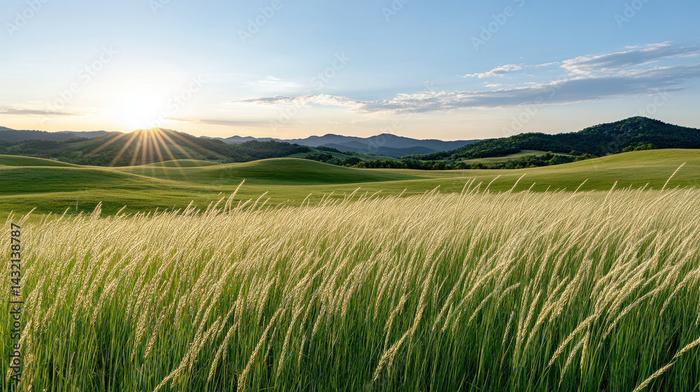 Fototapeta premium Lush grassland illuminated by golden hour light, creating serene landscape