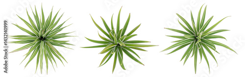 Top View Of Green Plant 3D Bright edge yucca with Transparent PNG Background