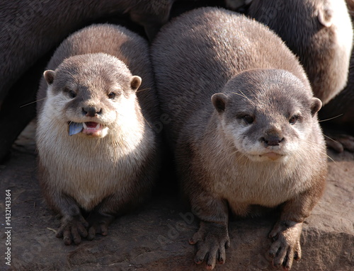 Otter at an animal reserve