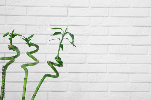 Lucky bamboo stems with gre...