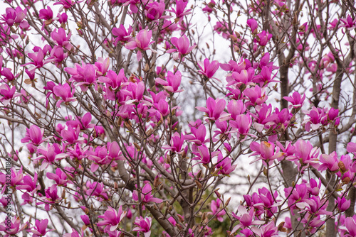 bloom