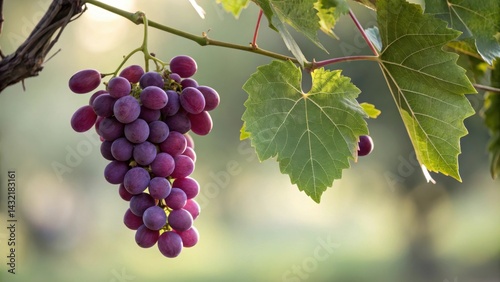 A close-up of a bunch of purple grapes hanging from a vine.