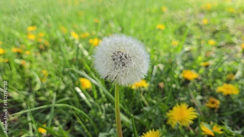 Dandelion in the middle of a green field landscape background blowing around on a sunny bright day