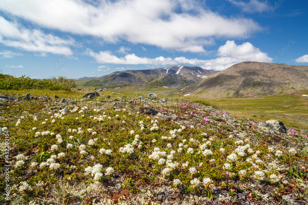 Summer Arctic landscape. Blooming wild rosemary in the foreground. Mountains in the distance. White flowers in the summer tundra. Travel and ecotourism in the wild. Golden Ridge, Chukotka, Russia.