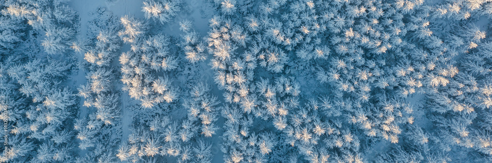 Aerial photography of the winter forest. Top view of snow-covered larch trees. The tops of the trees are illuminated at sunrise. Beautiful northern nature. Cold winter weather. Wide natural background