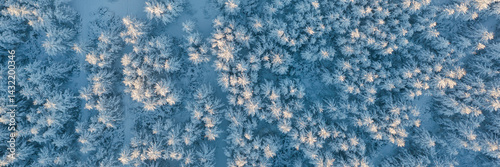 Obraz na płótnie Aerial photography of the winter forest. Top view of snow-covered larch trees. The tops of the trees are illuminated at sunrise. Beautiful northern nature. Cold winter weather. Wide natural background w salonie