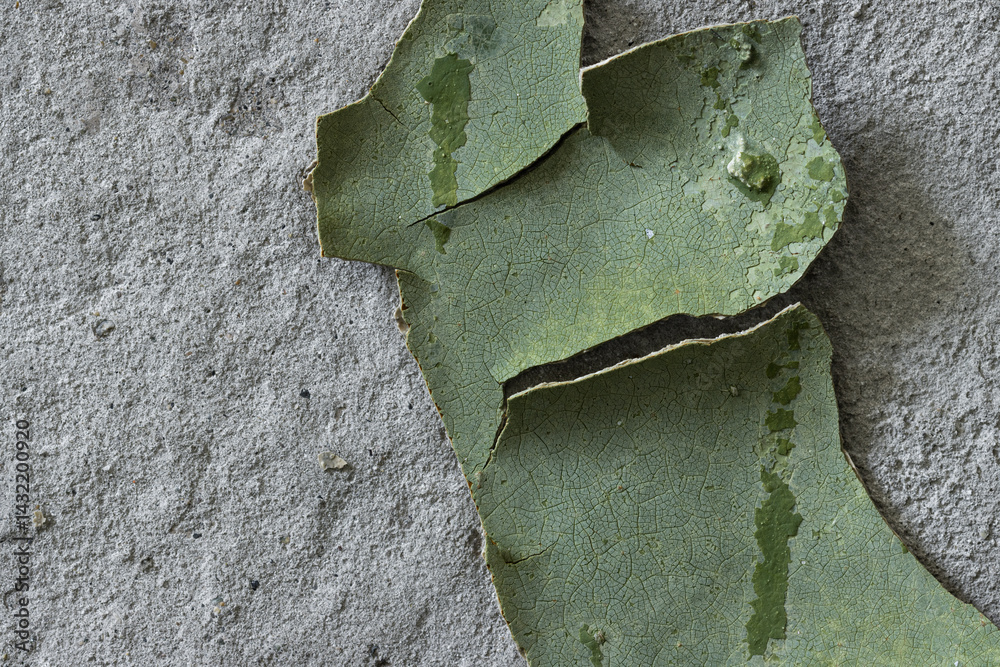 Green peeling paint on the wall. Old concrete wall with cracked flaking paint. Weathered rough painted surface with patterns of cracks and peeling. High resolution texture for background and design.