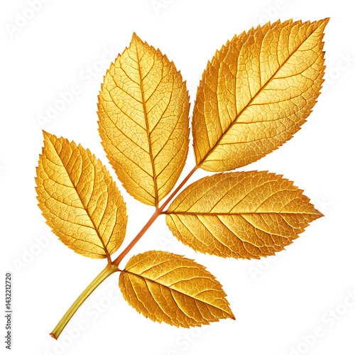 Golden rose leaf branch isolated on black background shiny metallic foliage