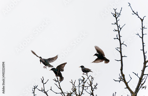 Fotografi A group of starlings perched and taking off from bare tree branches against a pale sky