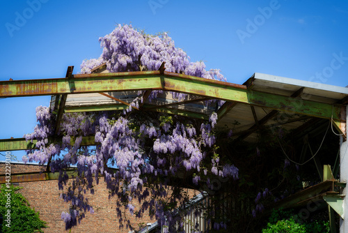 blooming wisteria flowers hang on typical former industrial buildings now used for art and culture in the ehrenfeld district of cologne