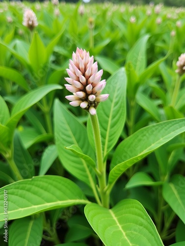 Obraz na płótnie Milkweeds, herbaceous perennial dicotyledons w salonie
