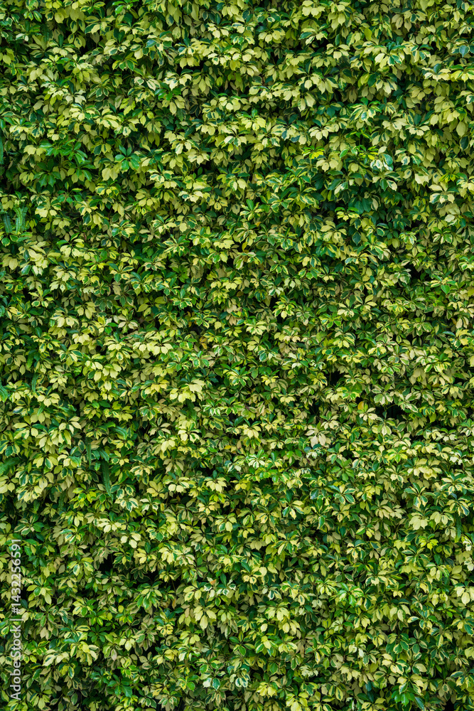 Lush Variegated Ivy Wall Texture Lush Variegated Ivy Wall Texture