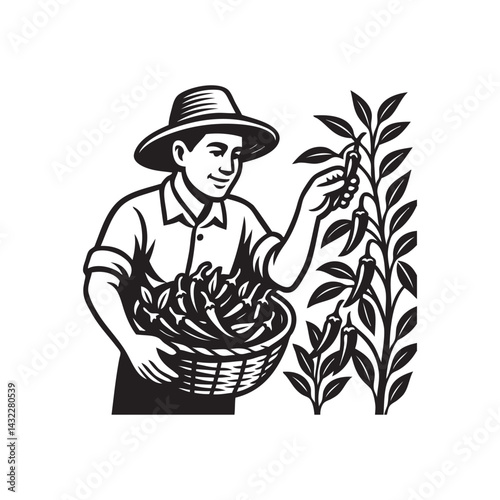 farmers harvest chilies