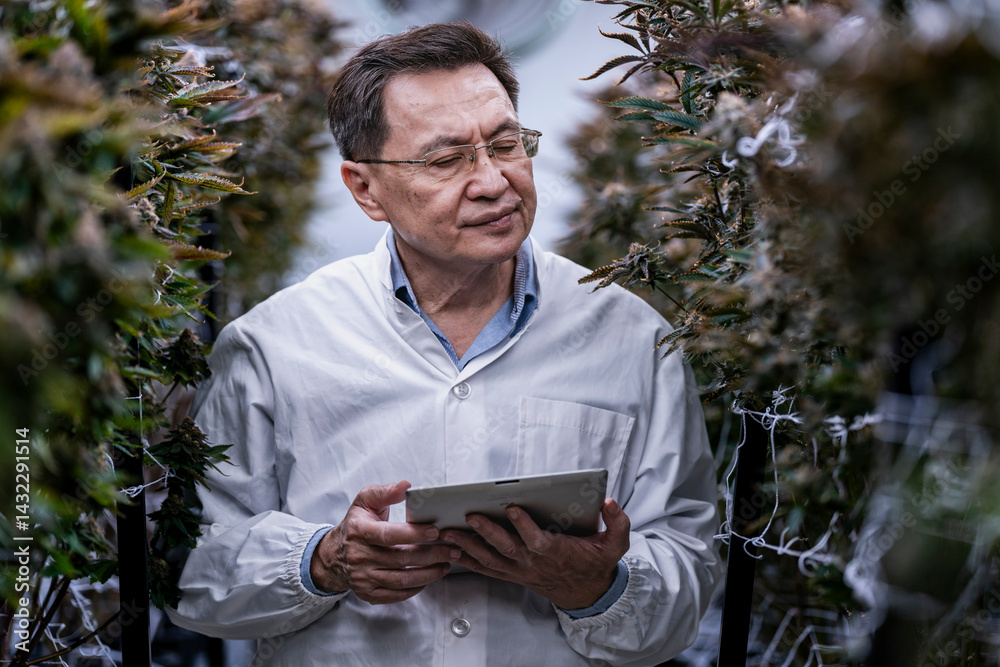Obraz premium A researcher inspects cannabis plants in a high tech indoor facility, using digital technology for data analysis. Advancements in medical cannabis are shaping the future of sustainable cultivation.