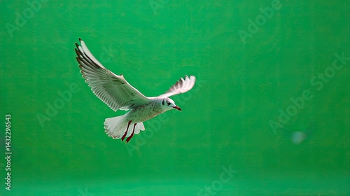 A white feathered gull gracefully soars through the air with its wings spread wide against a vibrant green background in a natural outdoor setting at daytime.