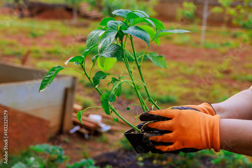 Obraz na płótnie Gardener carefully holds young pepper plant ready for transplanting in community garden w salonie