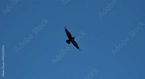 Majestic Raven Ascending Against Vast Sky Blue Canvas of Serenity
