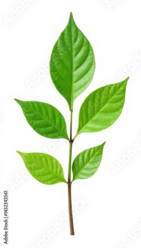 Single isolated branch with leaf on white background, nature, tree branch with leaf