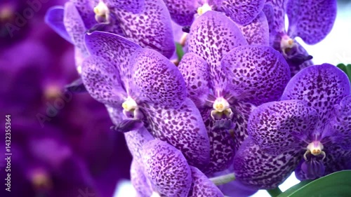 Beautiful flowers. Vibrant of summer garden flowers, Natural background with the beautiful orchids, beautiful flowers at Nursery orchids in Thailand. happiness, celebration, nature background concept.