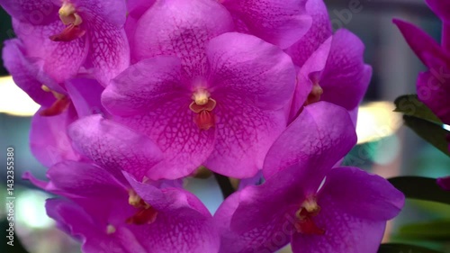 Beautiful flowers. Vibrant of summer garden flowers, Natural background with the beautiful orchids, beautiful flowers at Nursery orchids in Thailand. happiness, celebration, nature background concept.