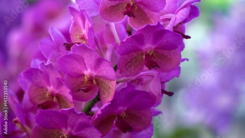 Beautiful flowers. Vibrant of summer garden flowers, Natural background with the beautiful orchids, beautiful flowers at Nursery orchids in Thailand. happiness, celebration, nature background concept.
