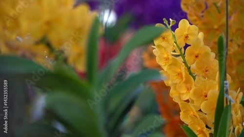 Beautiful flowers. Vibrant of summer garden flowers, Natural background with the beautiful orchids, beautiful flowers at Nursery orchids in Thailand. happiness, celebration, nature background concept.