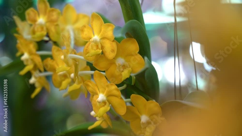 Beautiful flowers. Vibrant of summer garden flowers, Natural background with the beautiful orchids, beautiful flowers at Nursery orchids in Thailand. happiness, celebration, nature background concept.