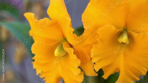 Beautiful flowers. Vibrant of summer garden flowers, Natural background with the beautiful orchids, beautiful flowers at Nursery orchids in Thailand. happiness, celebration, nature background concept.