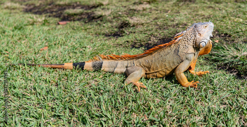 Exotic iguana reptile. Exotic reptile animal. Wildlife fauna. Reptile animal in nature. Wildlife zoo jungle. Iguana lizard in tropical jungle. Madagascar iguana herbivorous lizard. Rainforest iguana