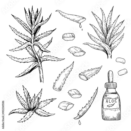 Aloe Vera drawing. Set of hand-drawn black and white vector illustrations of plants and leaves.