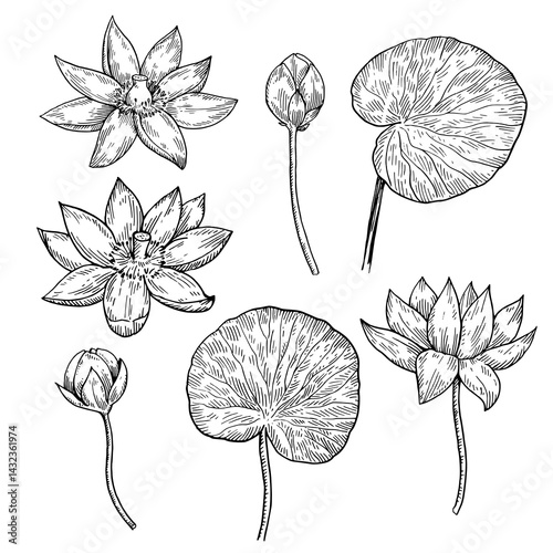 Set of lotus flowers, buds and leaves. Hand-drawn black and white vector illustration.