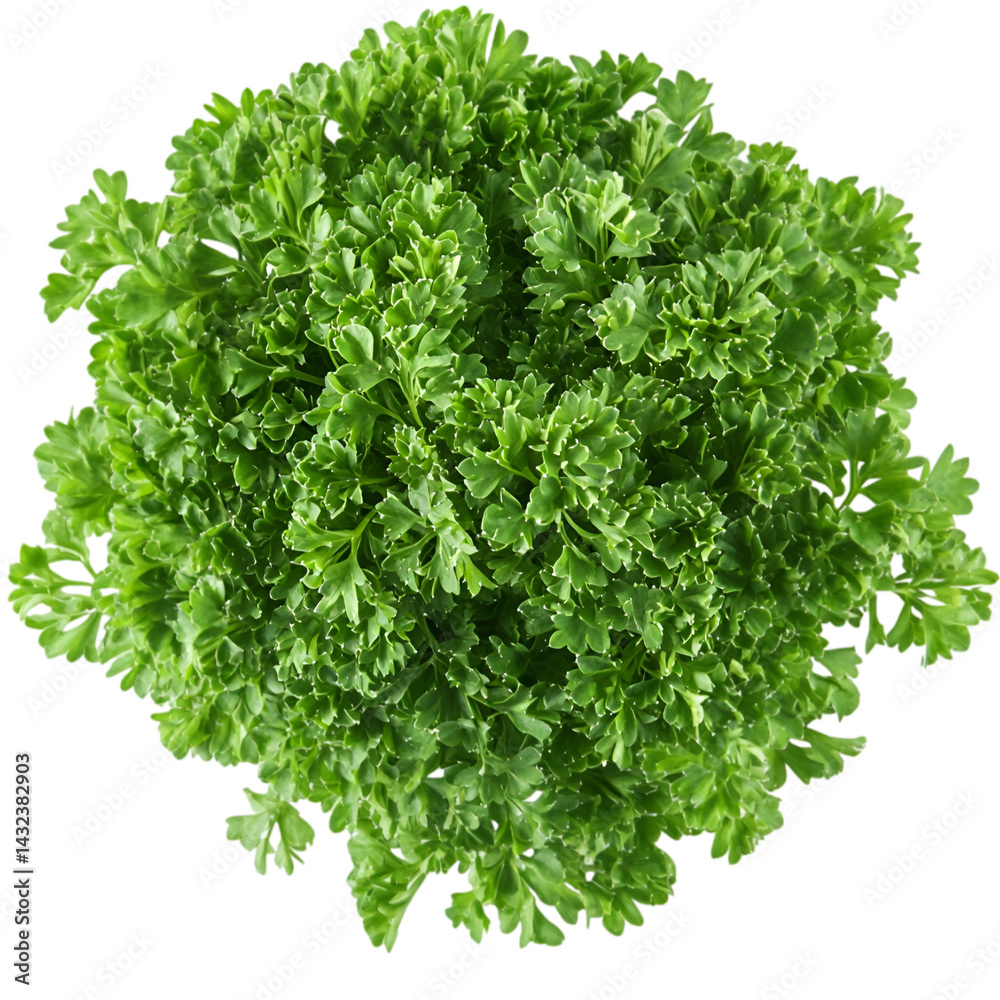 Obraz premium Pristine White Background Showcases Vibrant Green