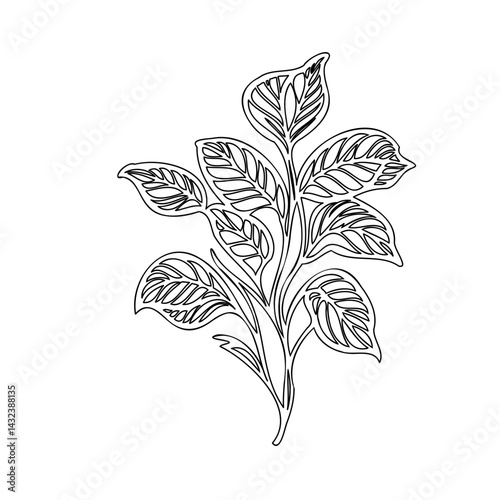 Elegant botanical line drawing featuring leaves and stems on a clean backdrop