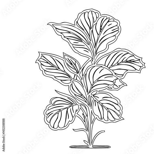 Elegant botanical line drawing of a vibrant tropical plant against pure white