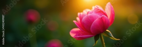 Sunlit peony bud, tightly furled petals, vibrant color , garden, summer, nature