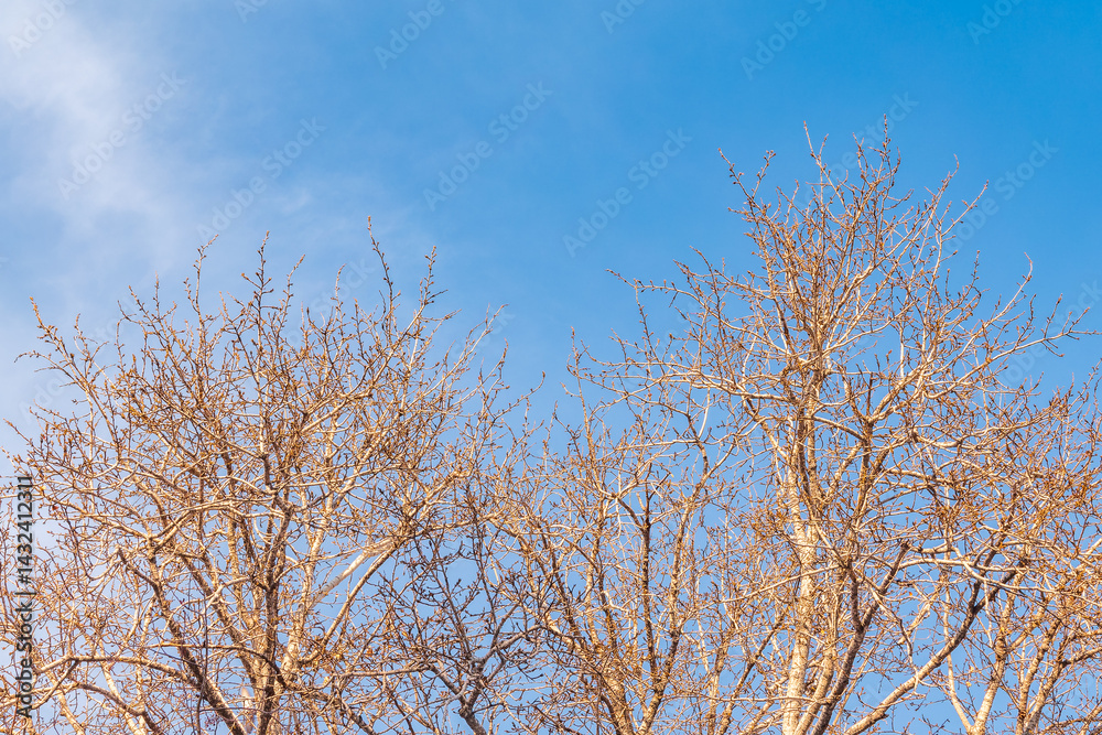 Fototapeta premium poplar branches, covered with buds against the blue sky