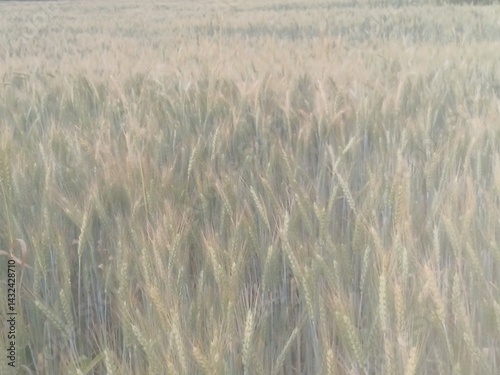 field of wheat