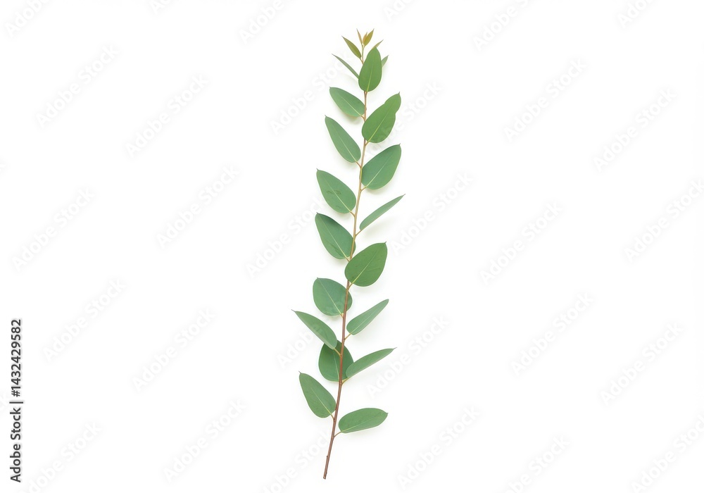 Fototapeta premium Two vibrant dragon fruits displayed on a stark white backdrop in a studio setting for a food shot