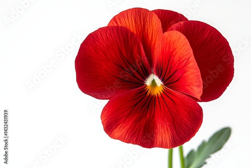 Vibrant red pansy flower close-up on white background.  Possible use Botanical/nature photography