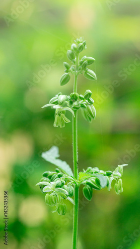 Cannabis male flower with polen,Pollen from hemp male plants is used to produce seeds,High resolution photo,macro photo,cover page